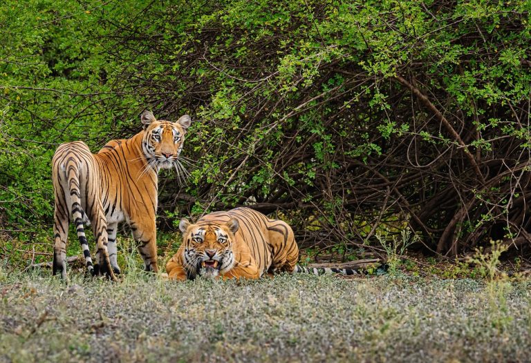 Bhimbandh: Where Nature’s Majesty Reigns in Bihar’s Wildlife Sanctuary